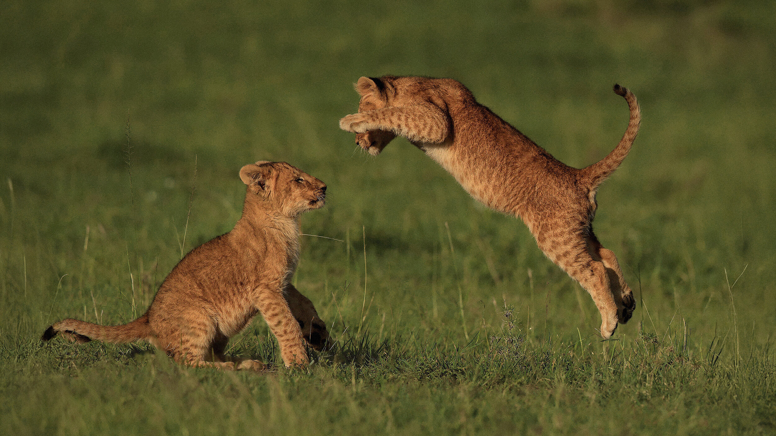 Two lion cubs engage in animal play on the grass; one sits attentively while the other leaps into the air toward its companion.
