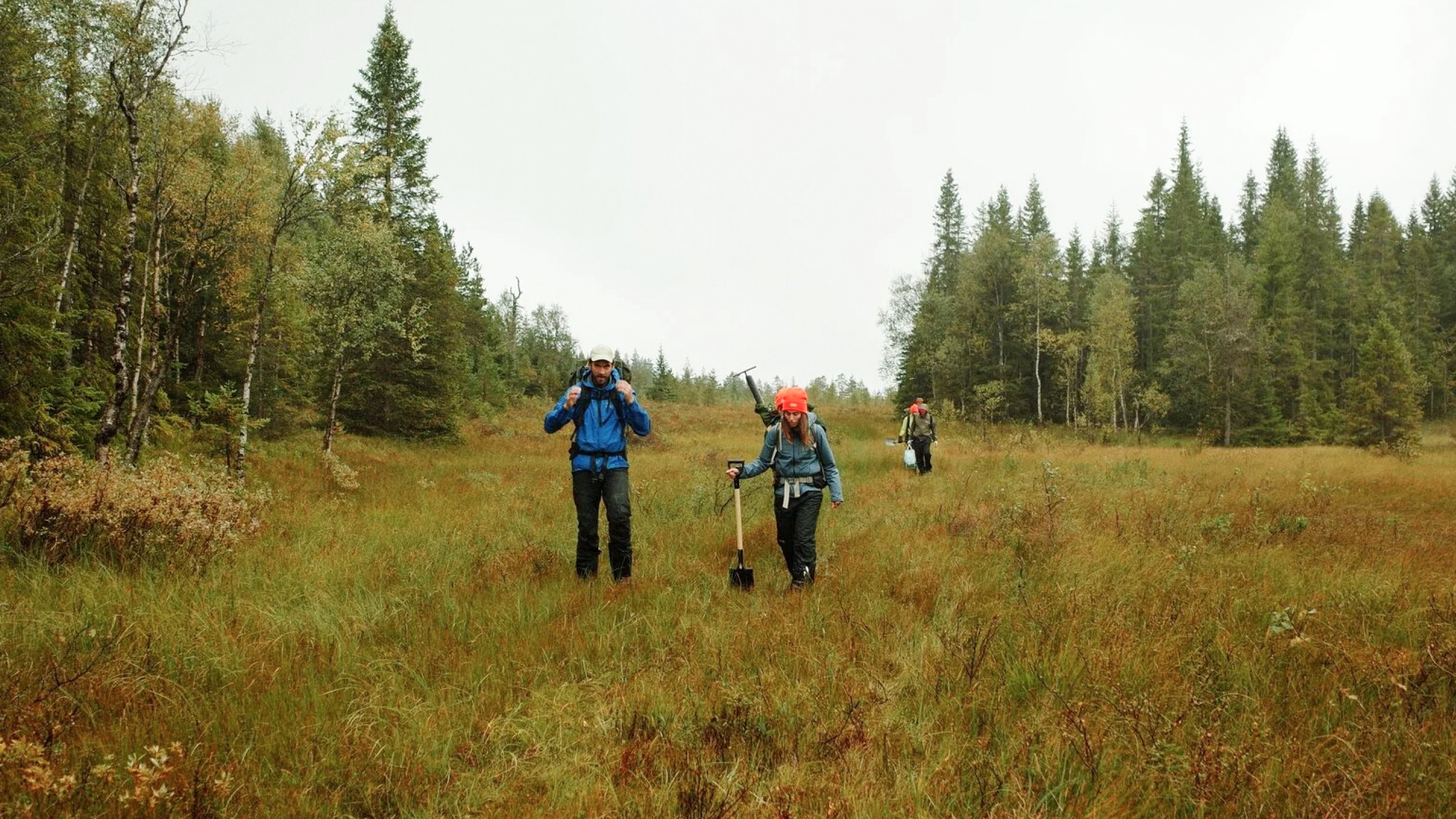 Four people wearing backpacks and outdoor gear hike through a grassy, forested area with trees in the background under an overcast sky.