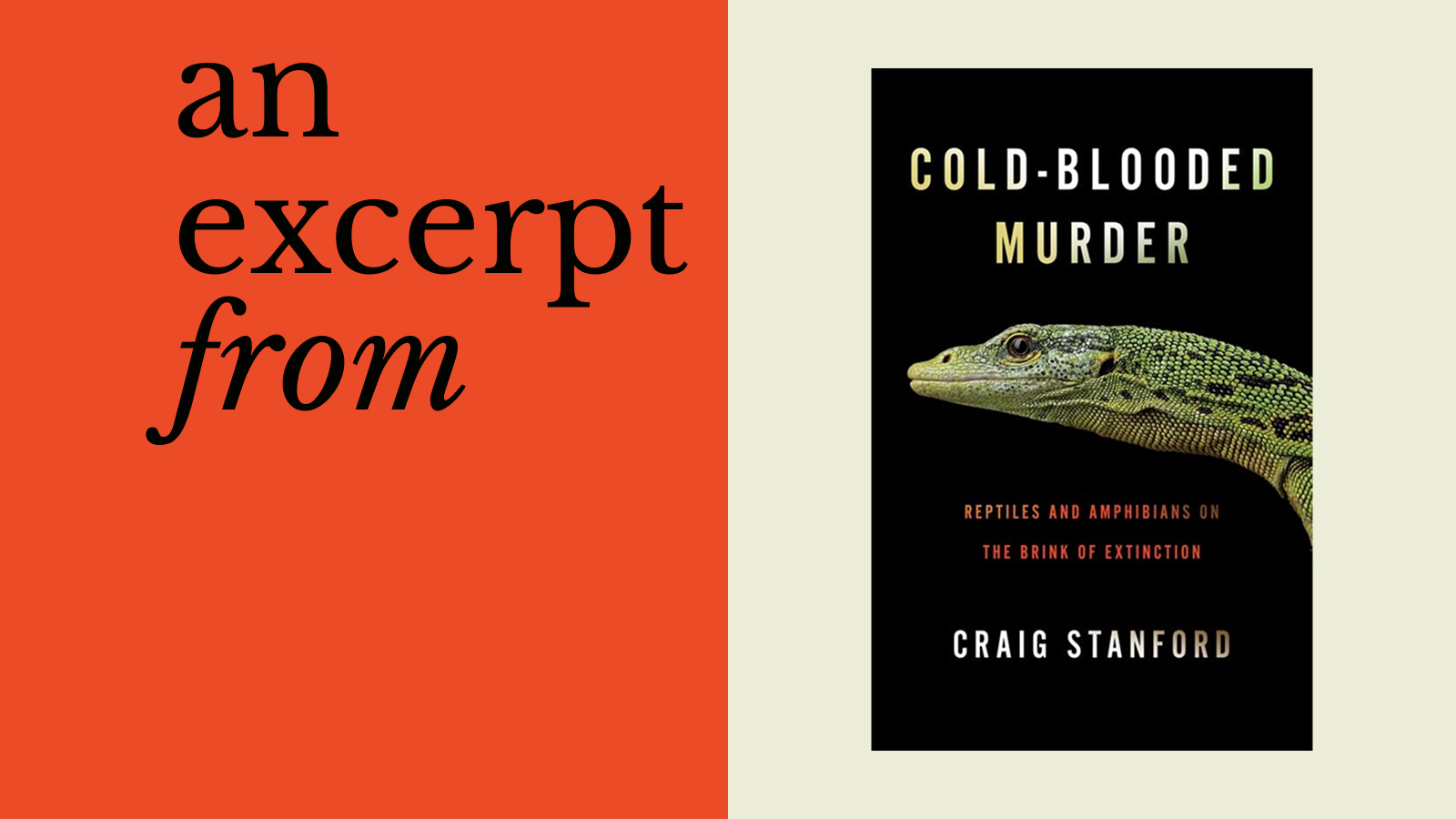 Book cover of "Cold-Blooded Murder" by Craig Stanford, featuring a green lizard and a subtitle about reptiles like komodo dragons and amphibians facing extinction. Text on left reads "an excerpt from.