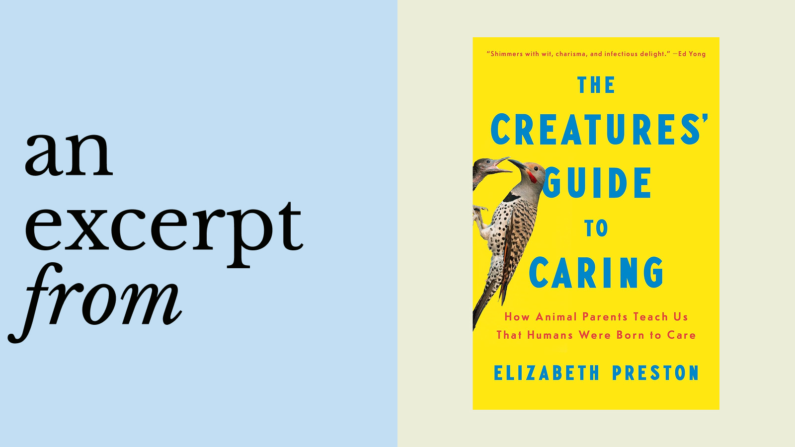 The left side reads "an excerpt from"; the right displays the book cover for The Creatures' Guide to Caring by Elizabeth Preston, featuring two birds on a yellow background.