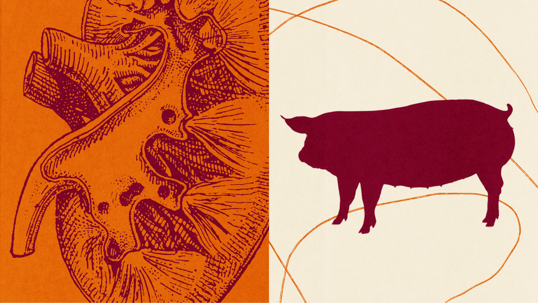 An illustration showing a detailed drawing of a kidney on the left and the silhouette of a pig on the right, both in red tones on a beige and orange background.