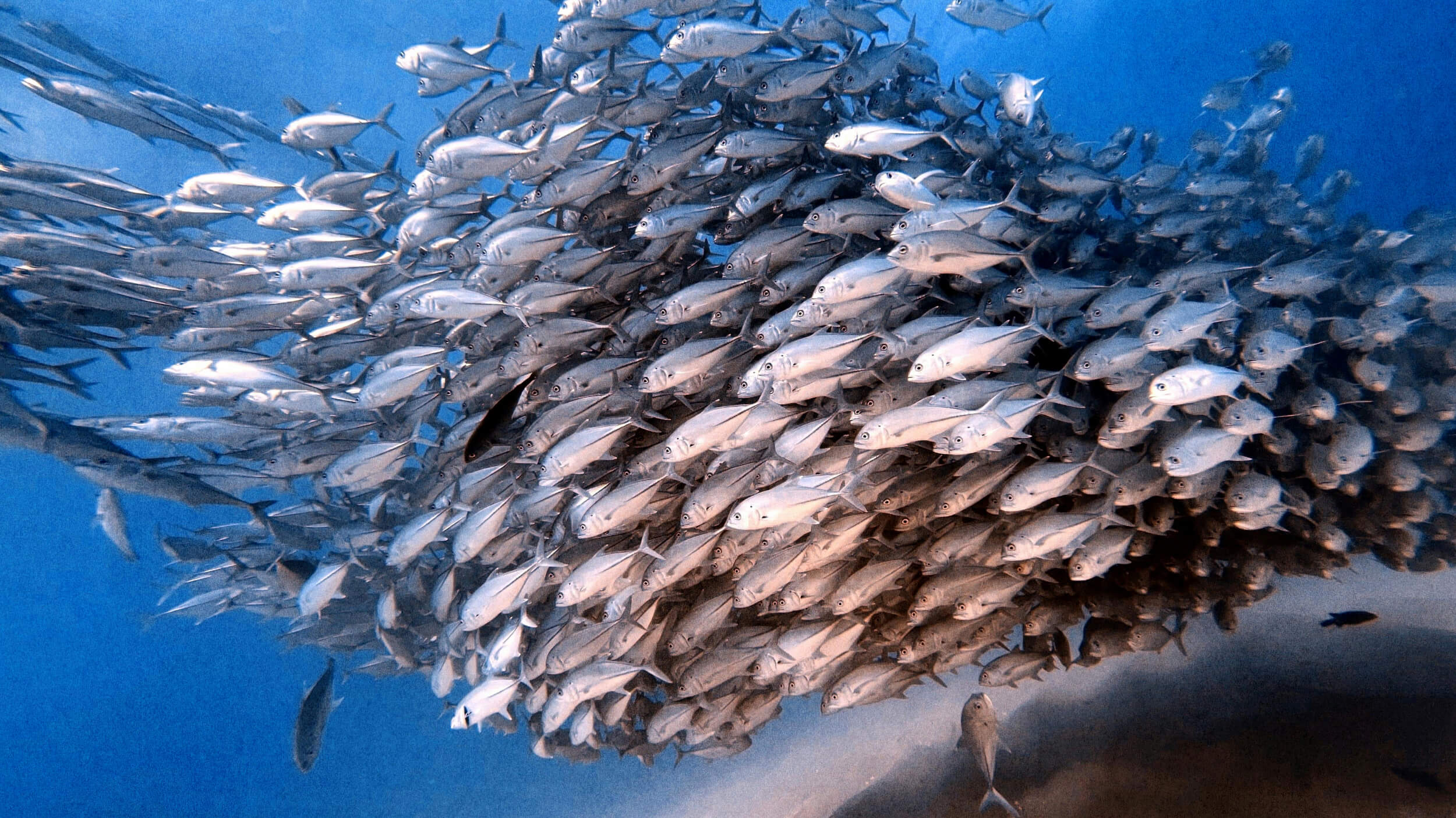 A large school of fish swims closely together underwater in the ocean, forming a dense, swirling cluster.